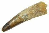 Fossil Spinosaurus Tooth - Real Dinosaur Tooth #363481-1